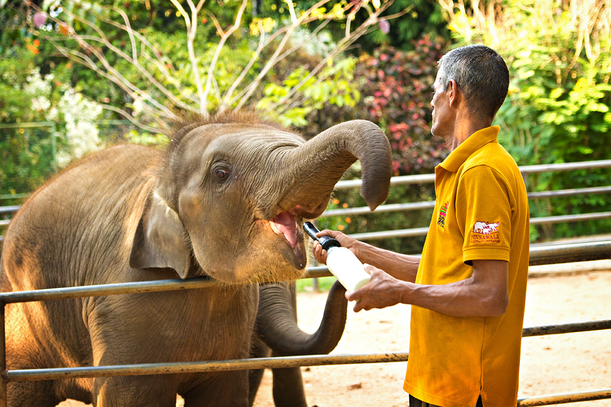Pinnawala Elephant Orphanage & River Safari